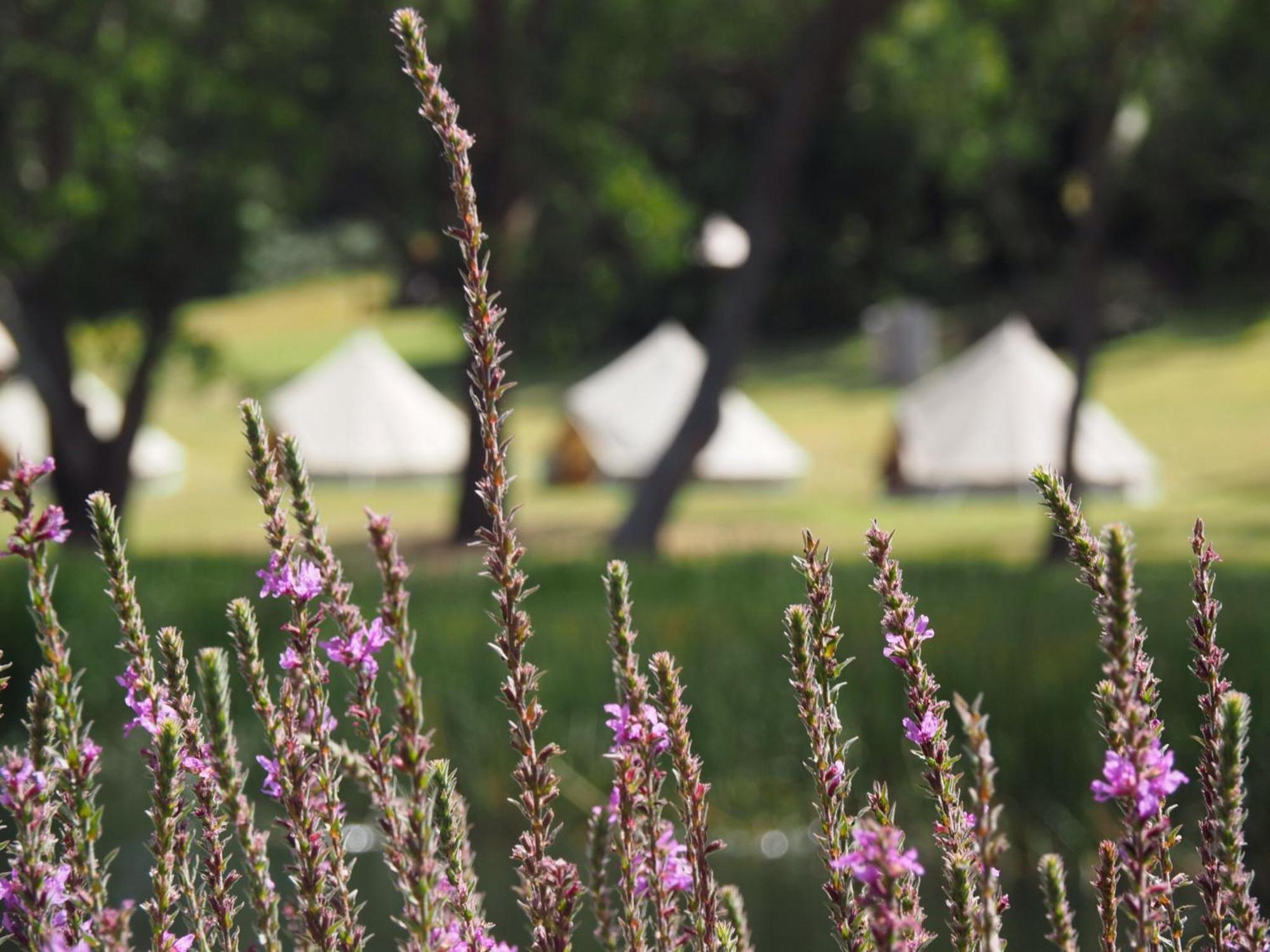 Iluka Retreat Glamping Village Red Hill South Zewnętrze zdjęcie